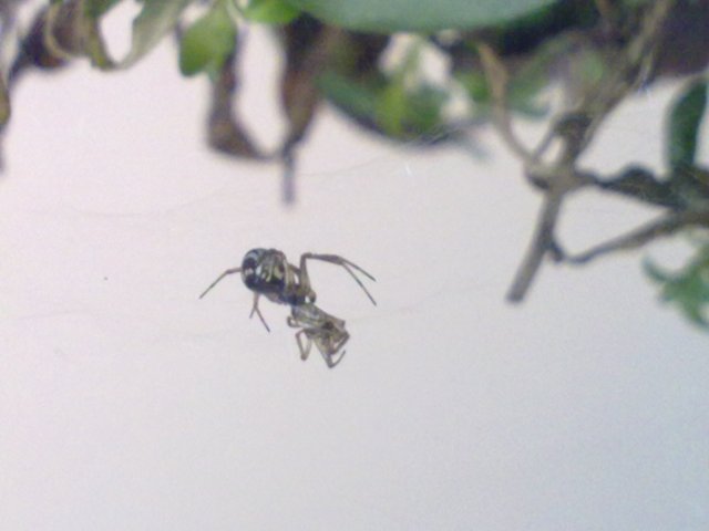 Preda o ex marito? Linyphiidae che ha predato un altro ragno
